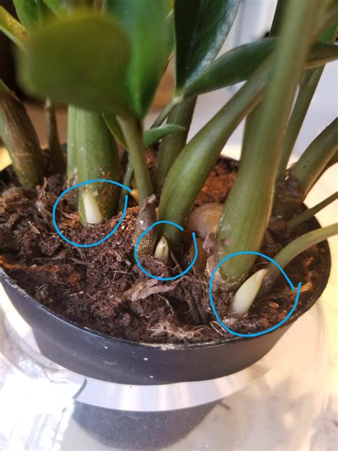 First Month With My Zz Plant Is This New Growth Or Something Else