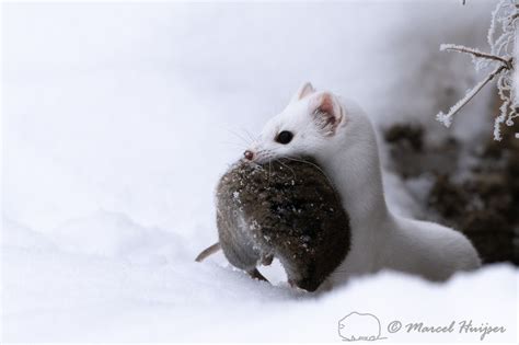 Marcel Huijser Photography Long Tailed Weasel Mustela Frenata With
