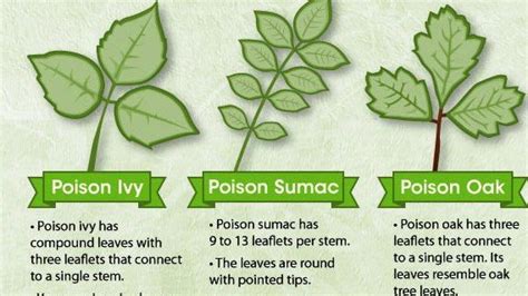 Knowing The Difference Between Poisonous Plants Outdoor Planters