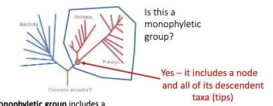 Lecture 15 Speciation Flashcards Quizlet