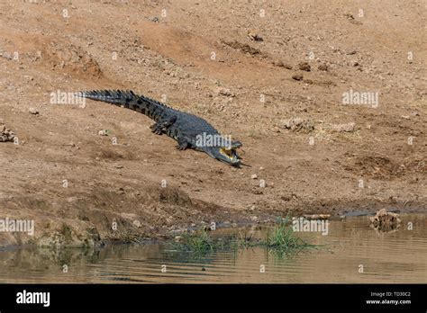 Limpopo River Crocodile Hi Res Stock Photography And Images Alamy