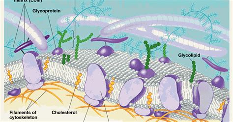 Biología Médica Proteínas De Membrana Integrales Y Extrínsecas