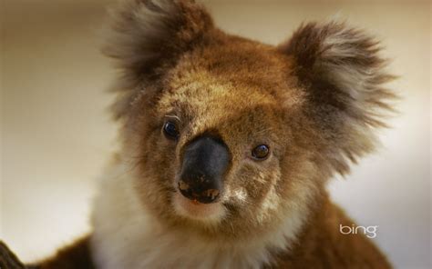 Best Of Bing Australia Australian Landmarks And Animals Wallpaper