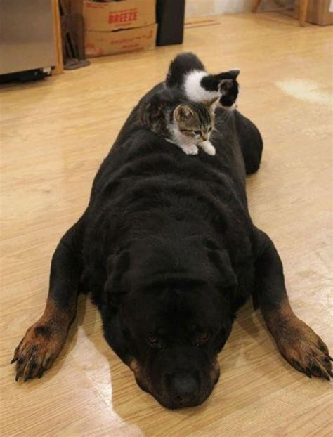 25 Hilarious Photos Of Cats Sleeping On Dogs Cute Animals Club