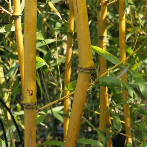 Jin Xiang Yu Zhu Chinese Yellow Groove Bamboo Seeds China Price