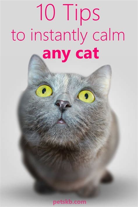 10 Tips To Instantly Calm Any Cat Cat Parenting Cat Care Cats
