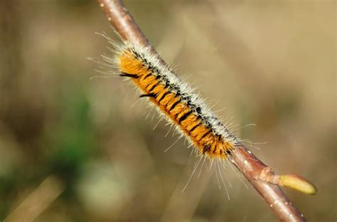 Four Fuzzy Caterpillars North Coast Diaries