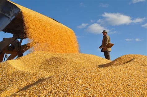 Grain Output Grows For 9th Consecutive Year 1 Cn