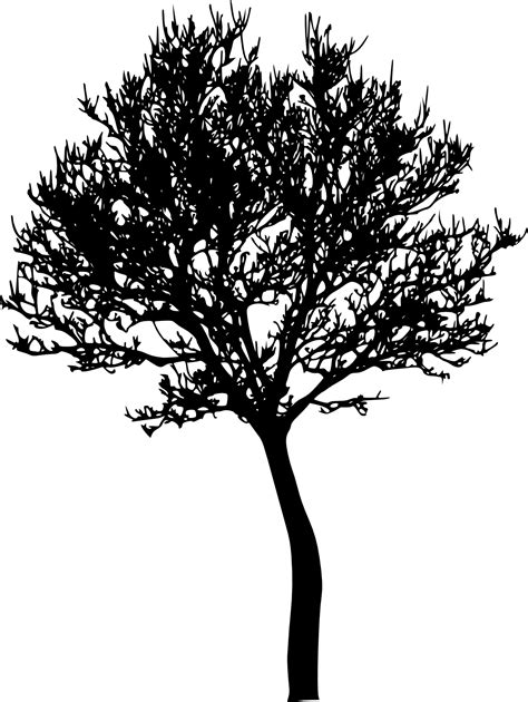 Tree Photography Silhouette Tree Silhouette Png Download 11631547