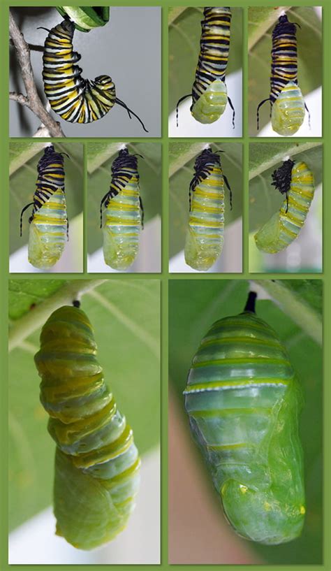 Watch The Monarch Butterfly Pupate