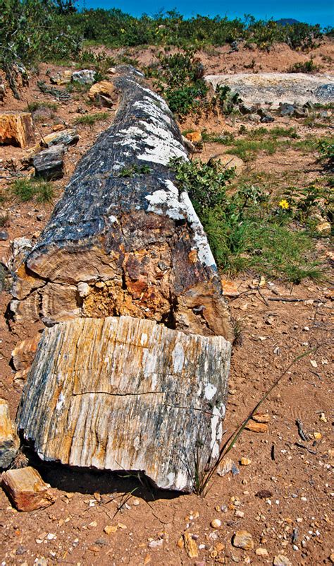 Travels In Geology Perus Petrified Forest The Struggle To Study And