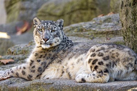 Big Cats Snow Leopard Glance Animals