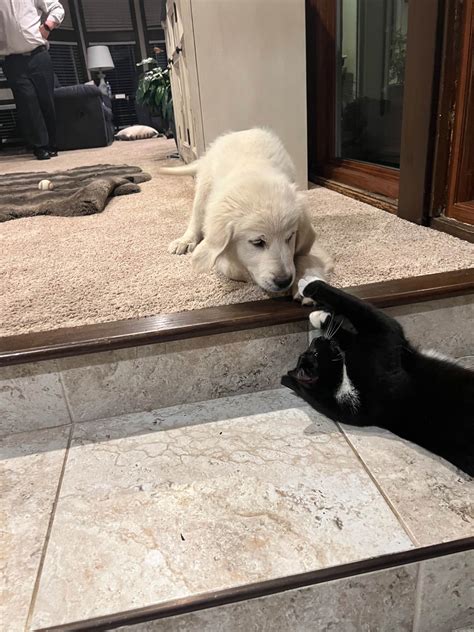 Pristine Golden's - Golden Retriever Puppies For Sale In New Holland