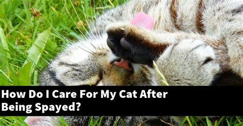 How Do I Care For My Cat After Being Spayed Explained