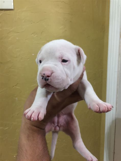 We pair reputable breeders with people like you! Argentine Dogo Puppies For Sale | Arlington, TX #223170