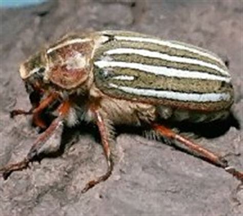 What is a june bug's purpose? June Bug: pictures, information, classification and more