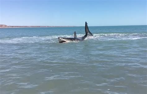 Great White Shark Attack Beach