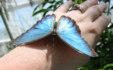 Blue Morpho Butterfly Facts Biological Science Picture Directory