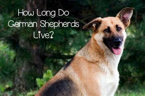 How many puppies do german shepherds have in their first litter? How Long Do German Shepherds Live? - DogVills