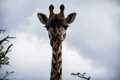 Mr Melman Who Appears In Madagascar Say Kaributouch Tanzania Tours