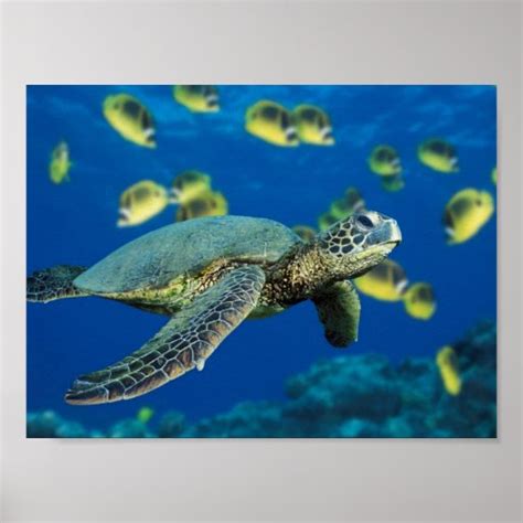 Green Sea Turtle Poster Zazzle