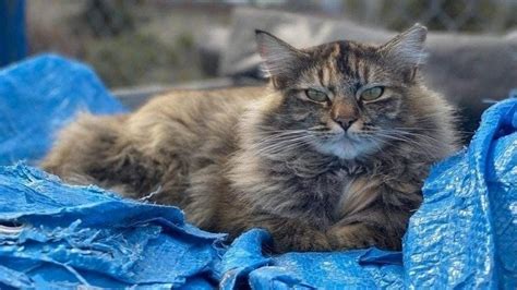 Urgent Save The College Of The Rockies Feral Cat Colony From