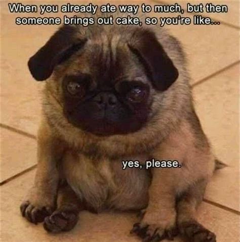 Funny Fat Dog Memes