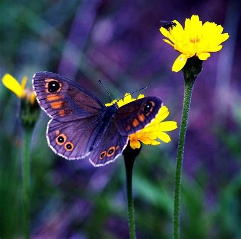 Purple And Yellow This Butterfly Would Go So Nice With My Other One