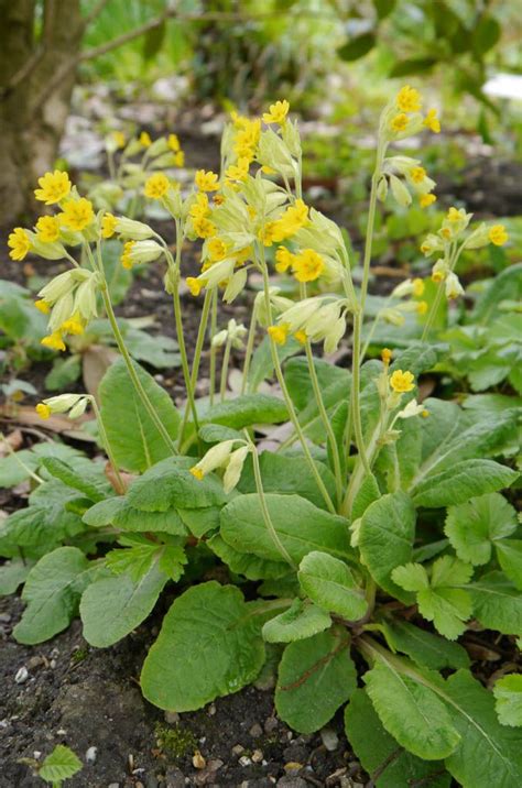 Einfach los ist ein sonderheft von mein schönes land. Frühe Stauden für den Bauerngarten | Mein schönes Land ...
