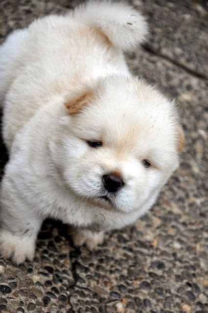 White Chow Chow Baby Cute Animals Puppies Animals Beautiful
