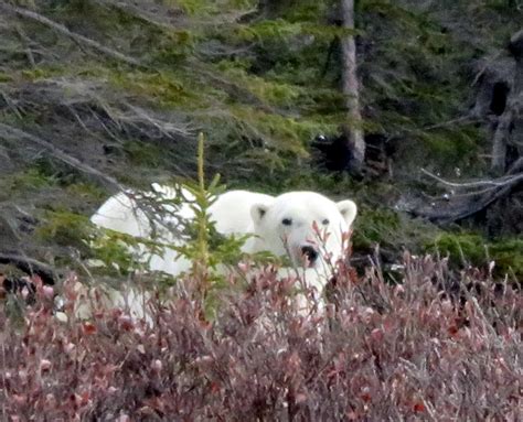 The Polar Bears Of Churchill Manitoba Ron Mitchell Adventure Blog