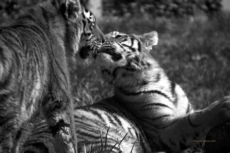 Tigers Kissing Photograph By Thomas Woolworth Pixels