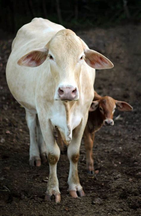 Cow Calving Stages What To Expect When Your Cows Expecting Boots