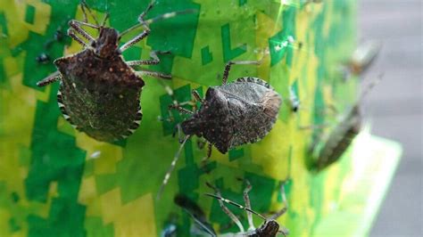 Heres Why Stink Bugs Are In Wa Homes And What You Can Do Tacoma News