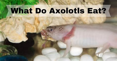 What Do Axolotls Eat In Minecraft Complete Guide 2023 Axolotl Expert