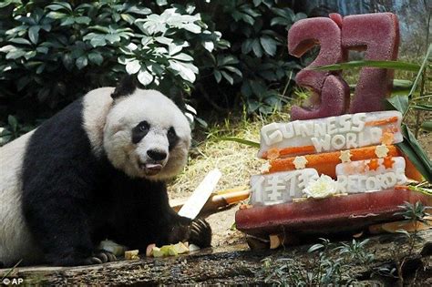 Jia Jia Celebrating Her 37th Birthday With A Yummy Cake With Apples