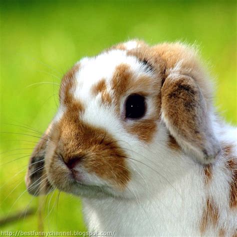 Cute And Funny Pictures Of Animals 33 Bunny 2