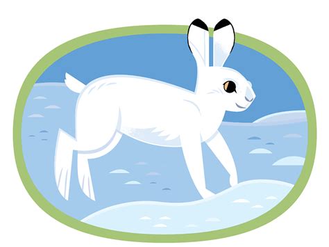 Snowshoe Hare By Alexander Vidal On Dribbble