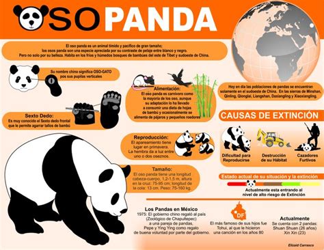 Infografía Oso Panda Oso Panda Panda Oso Panda Gigante