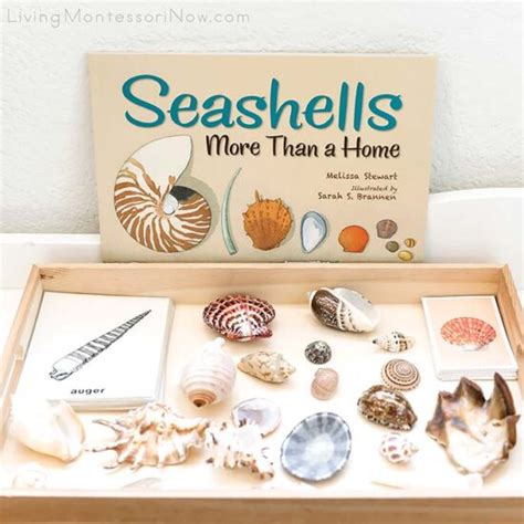 Free Seashell Printables And Montessori Inspired Seashell Activities