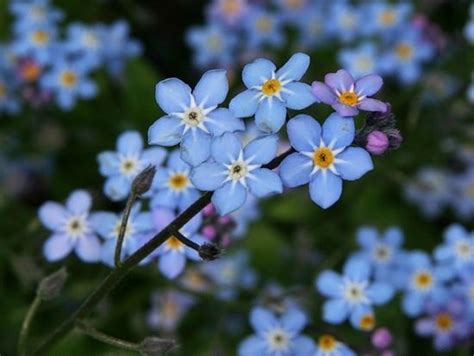 Blue Wildflower Guide