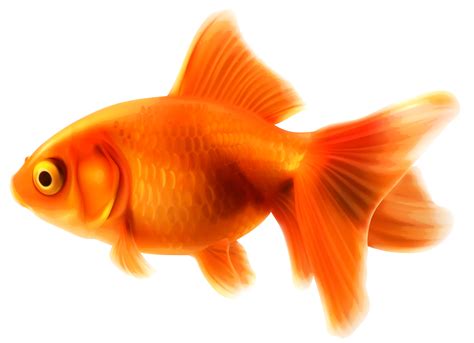 Goldfish Png Transparent Image Download Size 3000x2174px