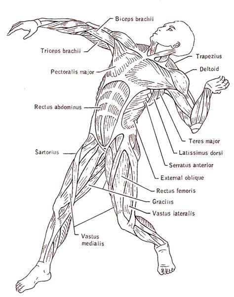 Human Anatomy Muscles Back Drawing Sketch Coloring Page