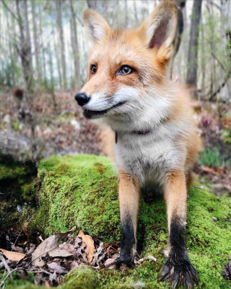 Juniper A Domesticated Red Fox Enjoys Spending Time In Nature And