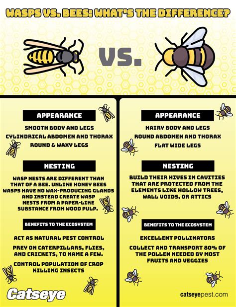 How To Tell The Difference Between A Wasp And Bee Nest Pest Phobia