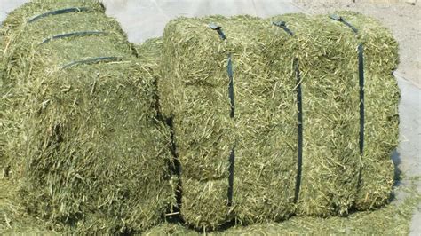 Haf Alfalfa Hay Bales Pack Size 28 X 26 X 24 Inch Rs 2050 50 Kgs