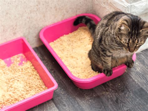 The Cat S Meow A Guide To Resolving Litter Box Issues In Feline Friends