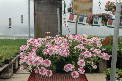 Verbena Lanai Twister Pink Basket Medary Acres