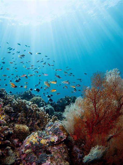 Reefs are formed of colonies of coral polyps held together by calcium carbonate. Underwater Photo Gallery: Best of Tubbataha's Coral Reefs