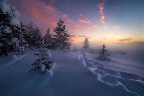 Depth Of Field 500px Nature Snow Winter Pine Trees Sunset Sun Rays Landscape Sky Cold